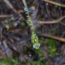 Aeshna cyanea